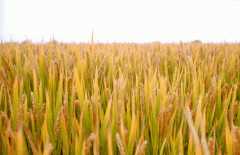 稻谷飘香迎有年|ng电子游戏生产基地奏响丰收乐章