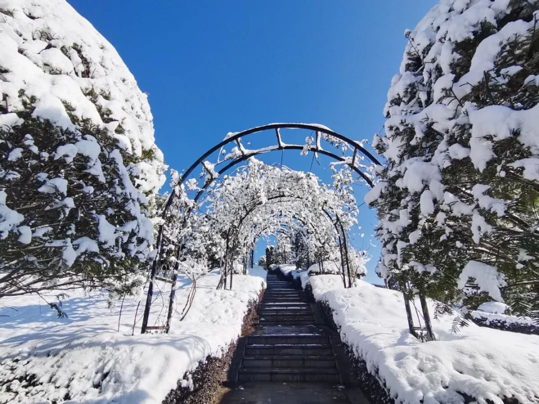 雪落玉龙，，，，，，，三冬含暖。。。。。。